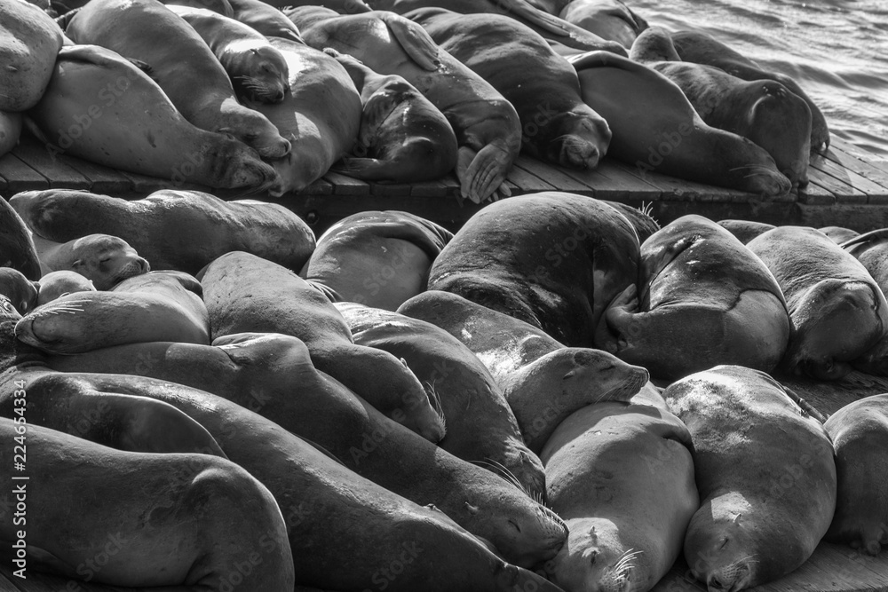 Obraz premium Sea lions at Pier 39 in San Francisco