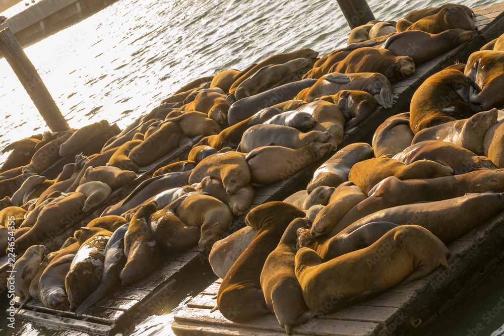 Fototapeta premium Sea lions at Pier 39 in San Francisco