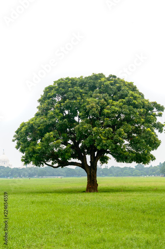 An oak tree on a meadow. Outdoor nature landscape. Photography on a sunny summer day.