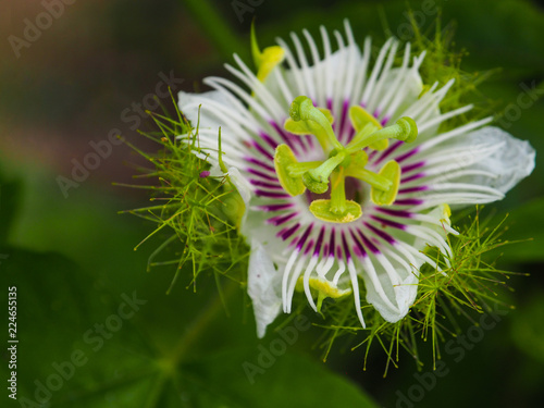 Close up Fetid passionflower  Scarletfruit passionflower  Stinking passionflower  Passiflora foetida  background