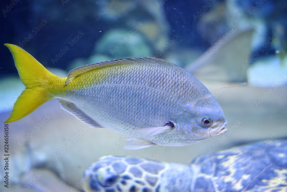 fish in marine aquarium fish in marine aquarium