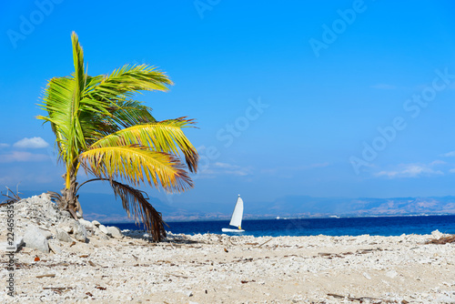 Palma na białej, piaszczystej plaży