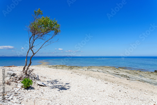 Tree on a white sandy beach in Fiji