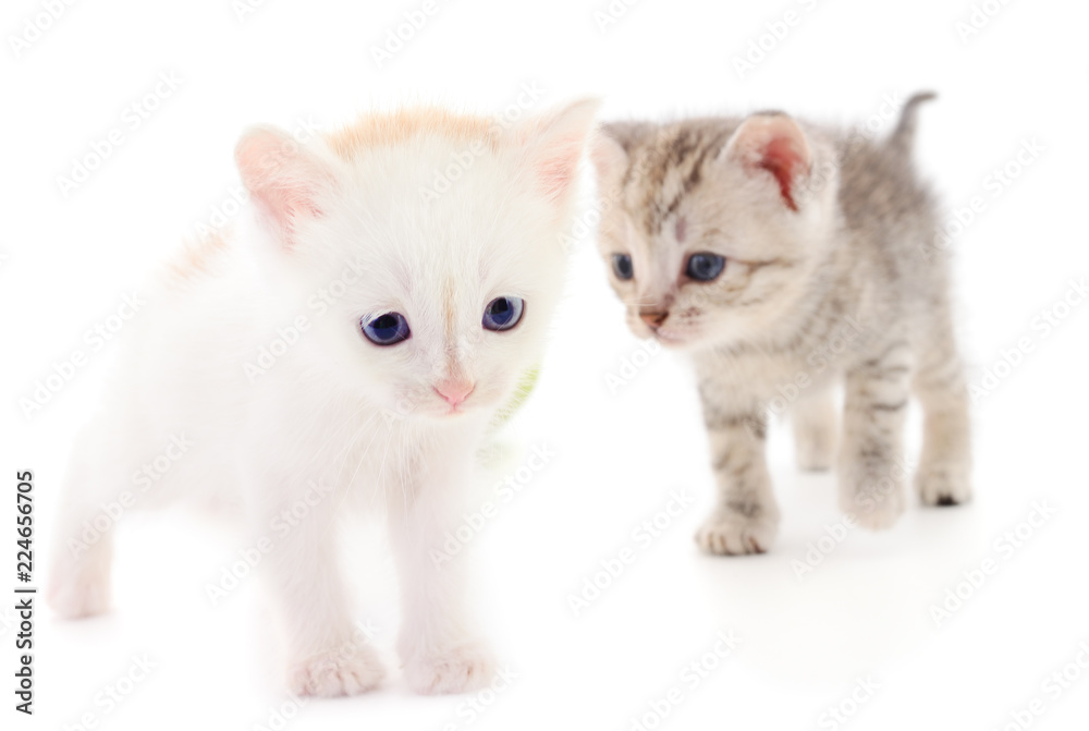 Two small kittens. Two small kittens.