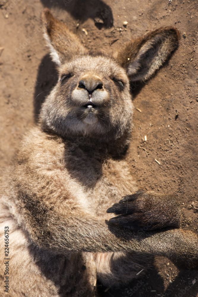 Australian kangaroo outdoors during the day time. Australian kangaroo outdoors during the day time.