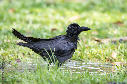 crow watering in public park