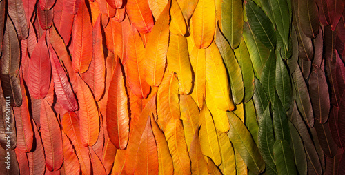 Autumn gradient. Composition of the fallen leaves of different trees packed in rows by color