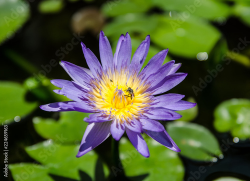 Water lily © Nhat