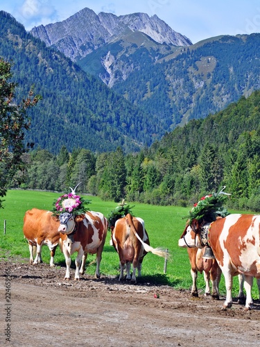 Almabtrieb Pertisau, Karwendel, Tirol