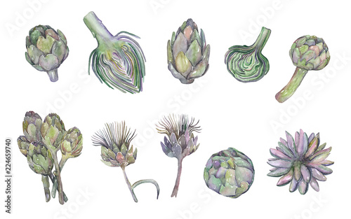 Watercolor illustration. Artichokes. Isolated objects set.