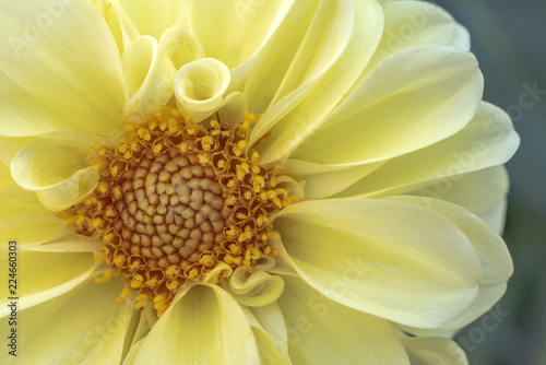 Fototapeta Naklejka Na Ścianę i Meble -  Dahlia