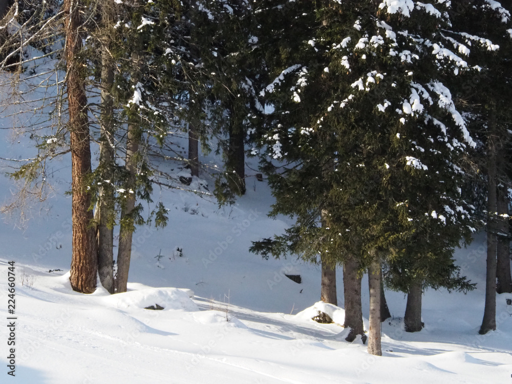 Trees full of snow in Santa Caterina Valfurva, Valtellina Trees full of snow in Santa Caterina Valfurva, Valtellina