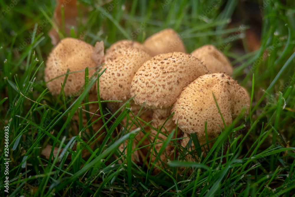 Pholiota squarrosa Pholiota squarrosa