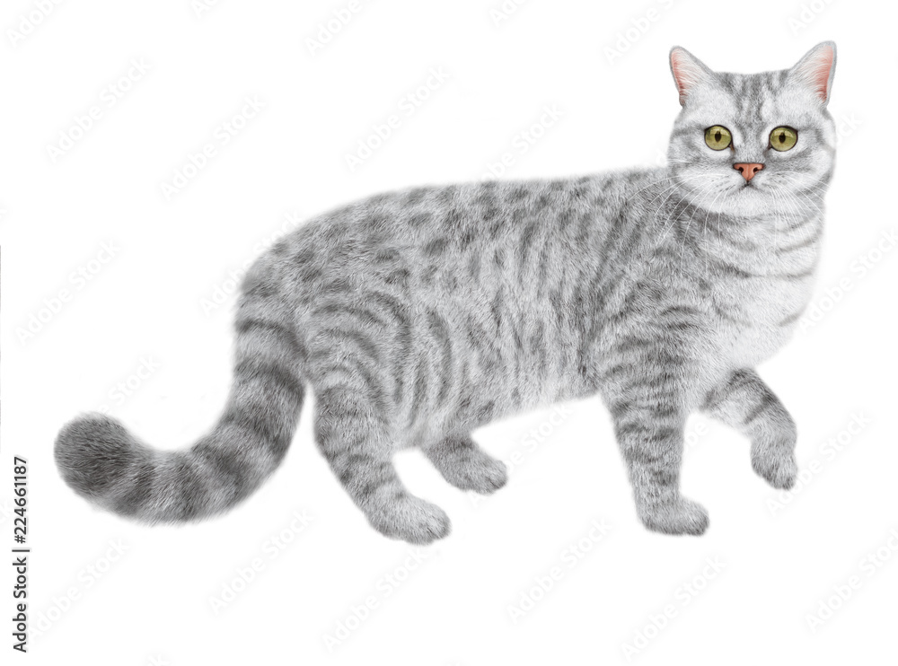 Nourriture Pour Chat Images Browse 26 Stock Photos Vectors And Video Adobe Stock Nourriture Pour Chat Images Browse 26 Stock Photos Vectors And Video Adobe Stock