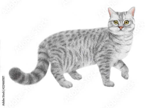 16 Best Nourriture Pour Chat Images Stock Photos Vectors Adobe Stock