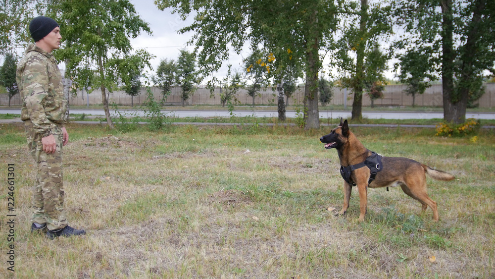 A trainer and his trained german shepherd dog standing opposite each other A trainer and his trained german shepherd dog standing opposite each other