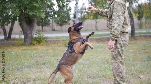 Trained german shepherd dog jumps up by the trainer command