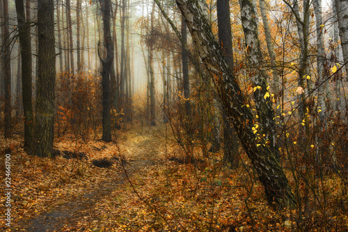 Photography walk in the autumn forest