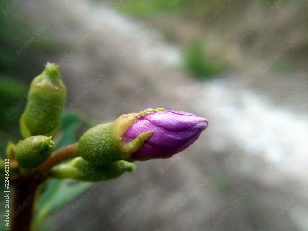 bud