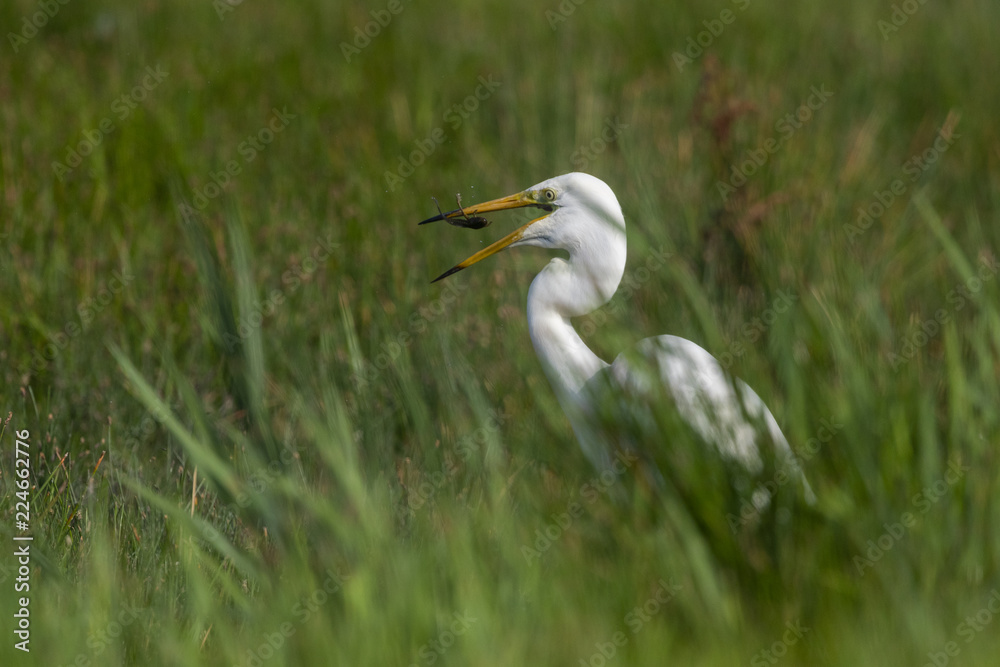 Grande Aigrette (Ardea alba - Great Egret) Grande Aigrette (Ardea alba - Great Egret)