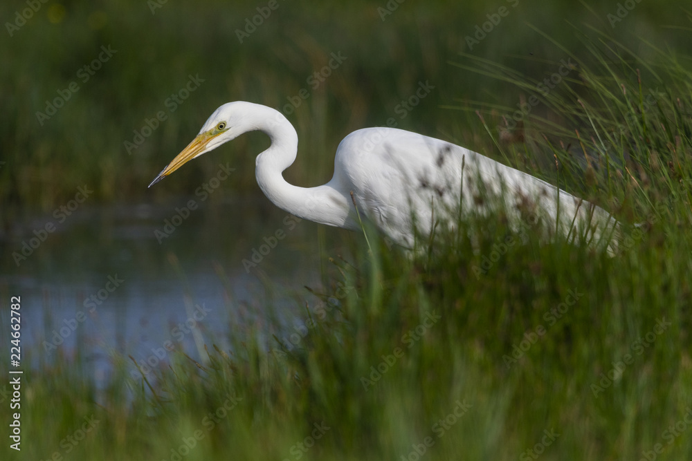 Grande Aigrette (Ardea alba - Great Egret) Grande Aigrette (Ardea alba - Great Egret)