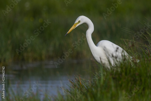 Grande Aigrette (Ardea alba - Great Egret) © Alonbou