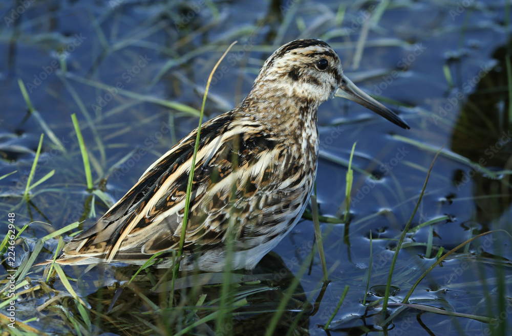 A rare Jack Snipe (Lymnocryptes minimus) hiding in the grass. A rare Jack Snipe (Lymnocryptes minimus) hiding in the grass.