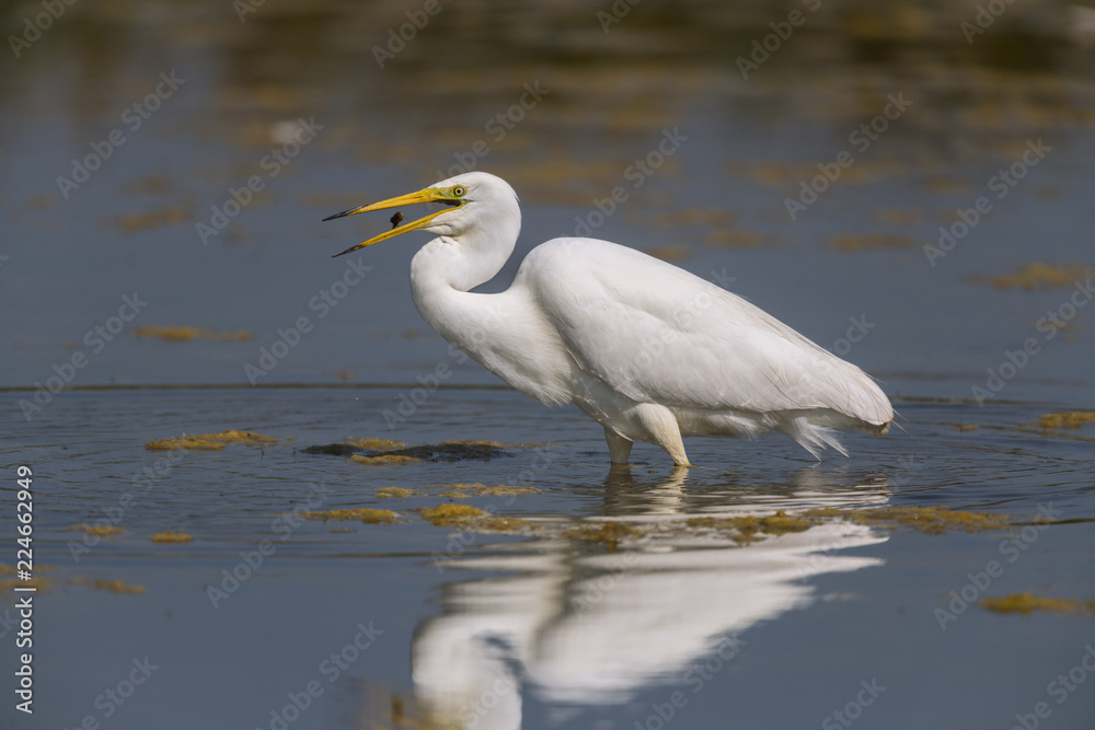 Grande Aigrette (Ardea alba - Great Egret) Grande Aigrette (Ardea alba - Great Egret)