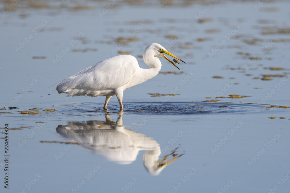 Grande Aigrette (Ardea alba - Great Egret) Grande Aigrette (Ardea alba - Great Egret)