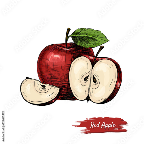 Vector background with apples . Hand drawn. Vintage style