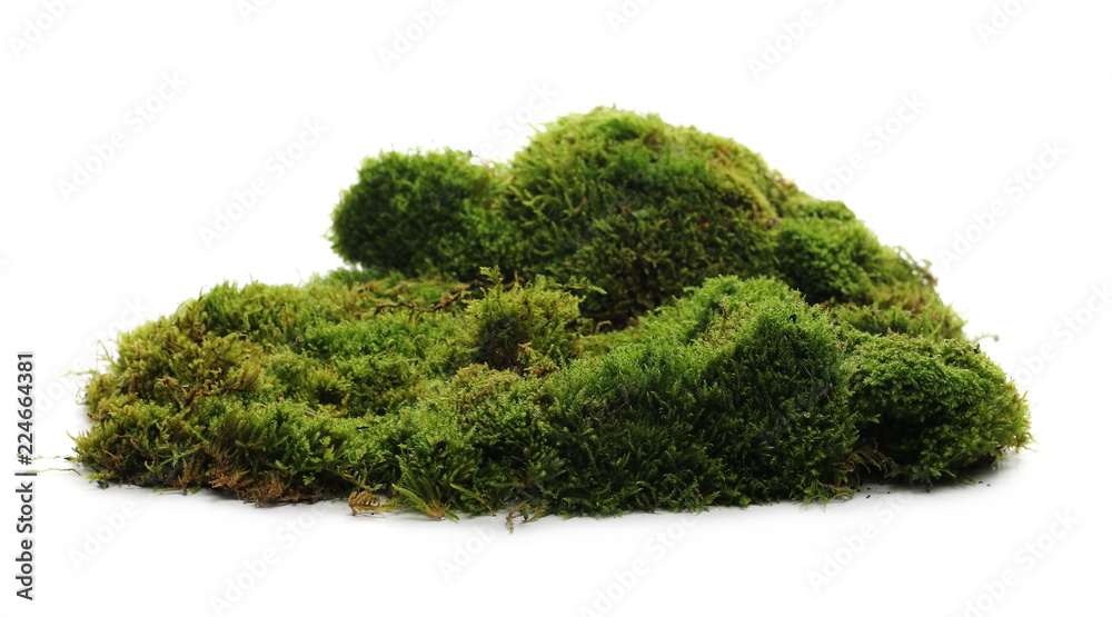 Green moss with grass isolated on white background Green moss with grass isolated on white background
