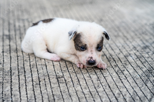 Fototapeta Naklejka Na Ścianę i Meble -  Black and white stray puppy lying on the street
