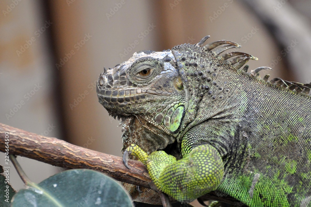 Obraz premium Grüner Leguan
