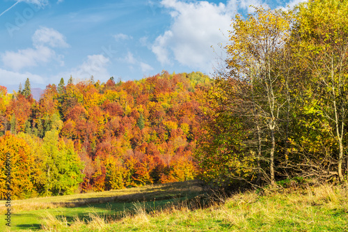 glade in shade of autumn forest. wonderful sunny weather. colorful foliage on trees