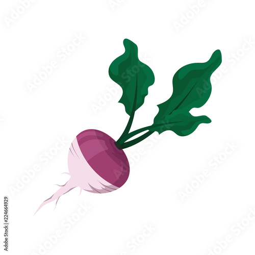 Illustration of a radish
