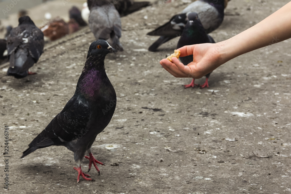 A child's hand stretches an appetizing and delicious piece of bread to pigeons. A child's hand stretches an appetizing and delicious piece of bread to pigeons.