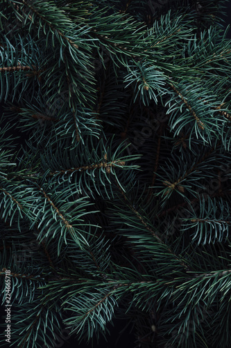 Creative layout made of winter evergreen tree branches. Nature  Christmas concept. Flat lay.