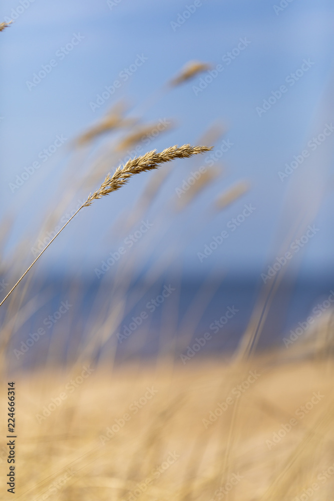 Fototapeta premium Bents on a beach of the Baltic Sea with a blue sky