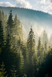 spruce forest on the hill in morning haze. lovely nature scenery in beautiful light