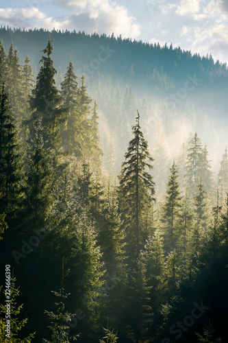Fotografia spruce forest on the hill in morning haze