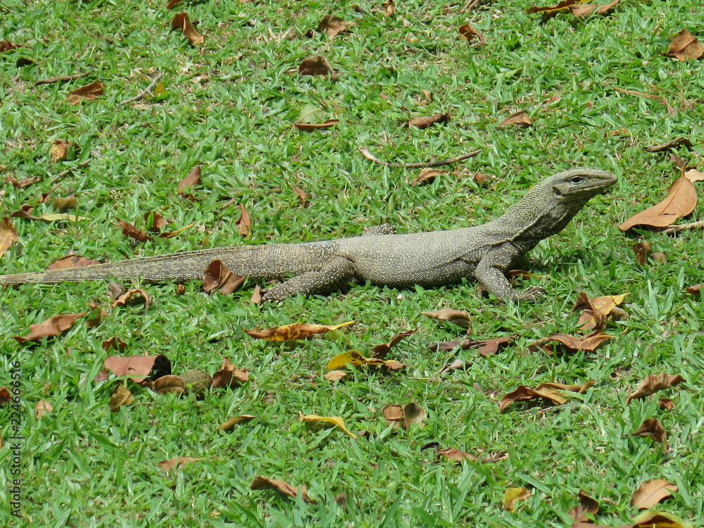 lizard lizard