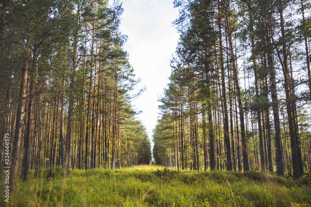 Fototapeta premium Pine forest. Yaroslavl region landscape. Russia