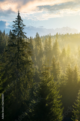 spruce forest on the hill in morning light. lovely nature scenery in haze