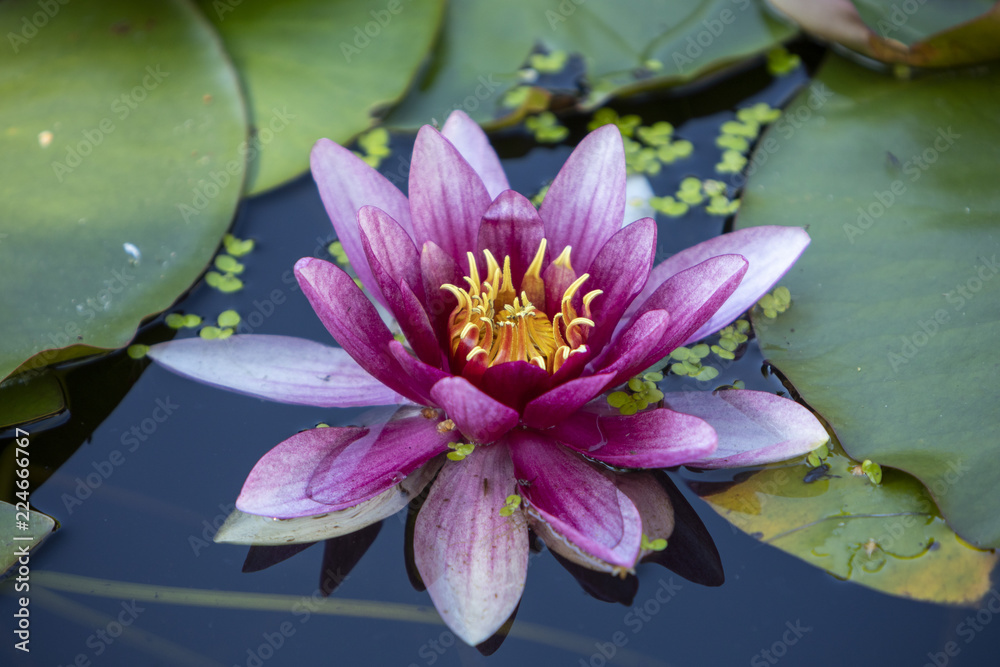 A pink water lily also known as Nymphaeaceae with a yellow center amongst huge green leaves in water A pink water lily also known as Nymphaeaceae with a yellow center amongst huge green leaves in water