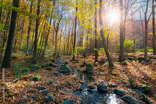 beautiful sunny scenery in autumn forest. lots of foliage on the ground around stones and brook