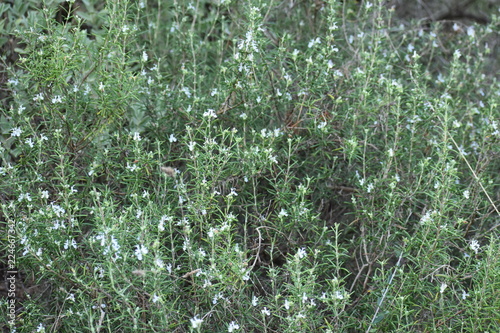fleur sauvage