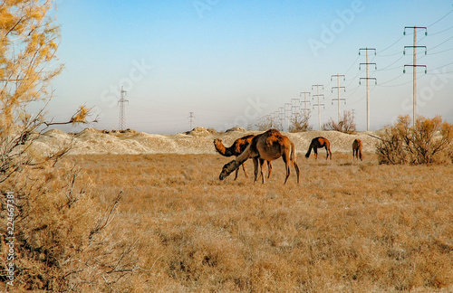 Camels and power lines in the desert in the suburbs of Ashgabat in Turkmenistan