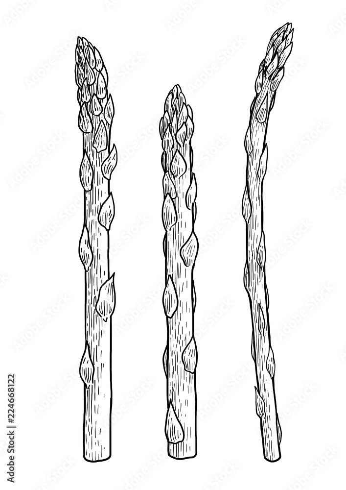 Asparagus illustration, drawing, engraving, ink, line art, vector Stock