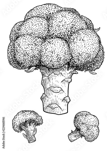 Broccoli illustration, drawing, engraving, ink, line art, vector
