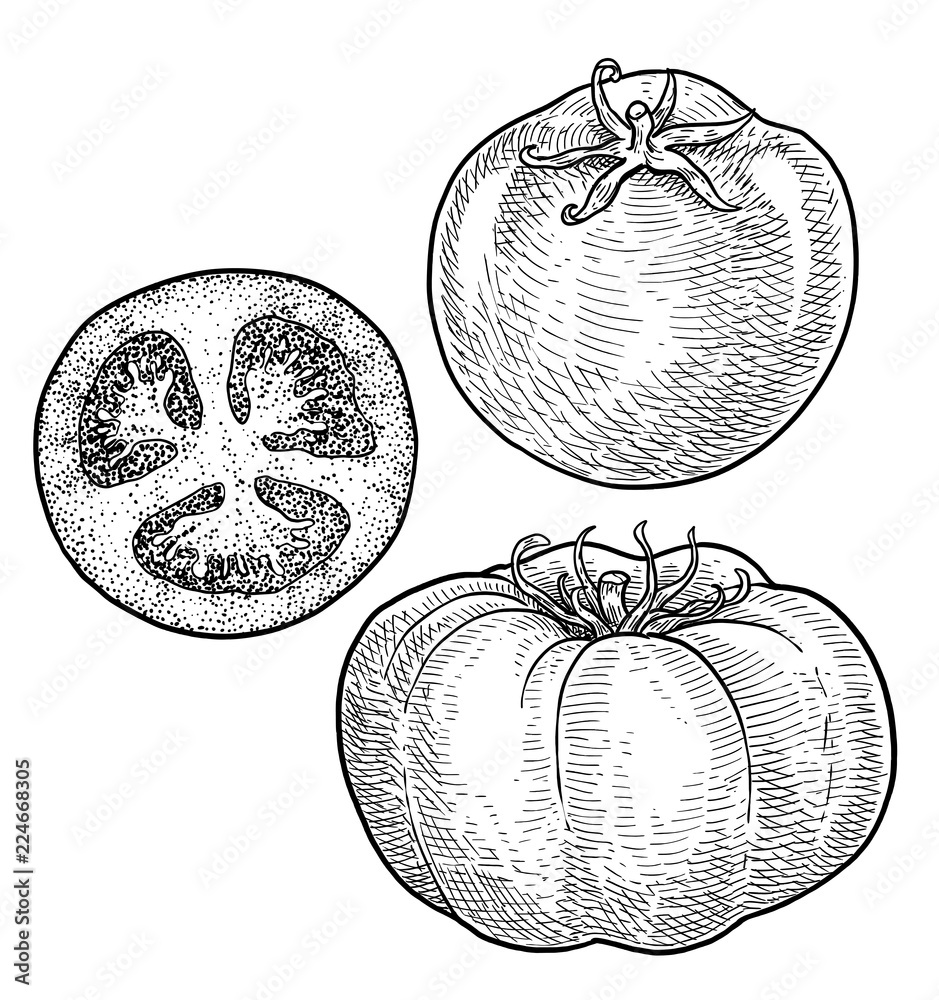 Tomato illustration, drawing, engraving, ink, line art, vector Stock
